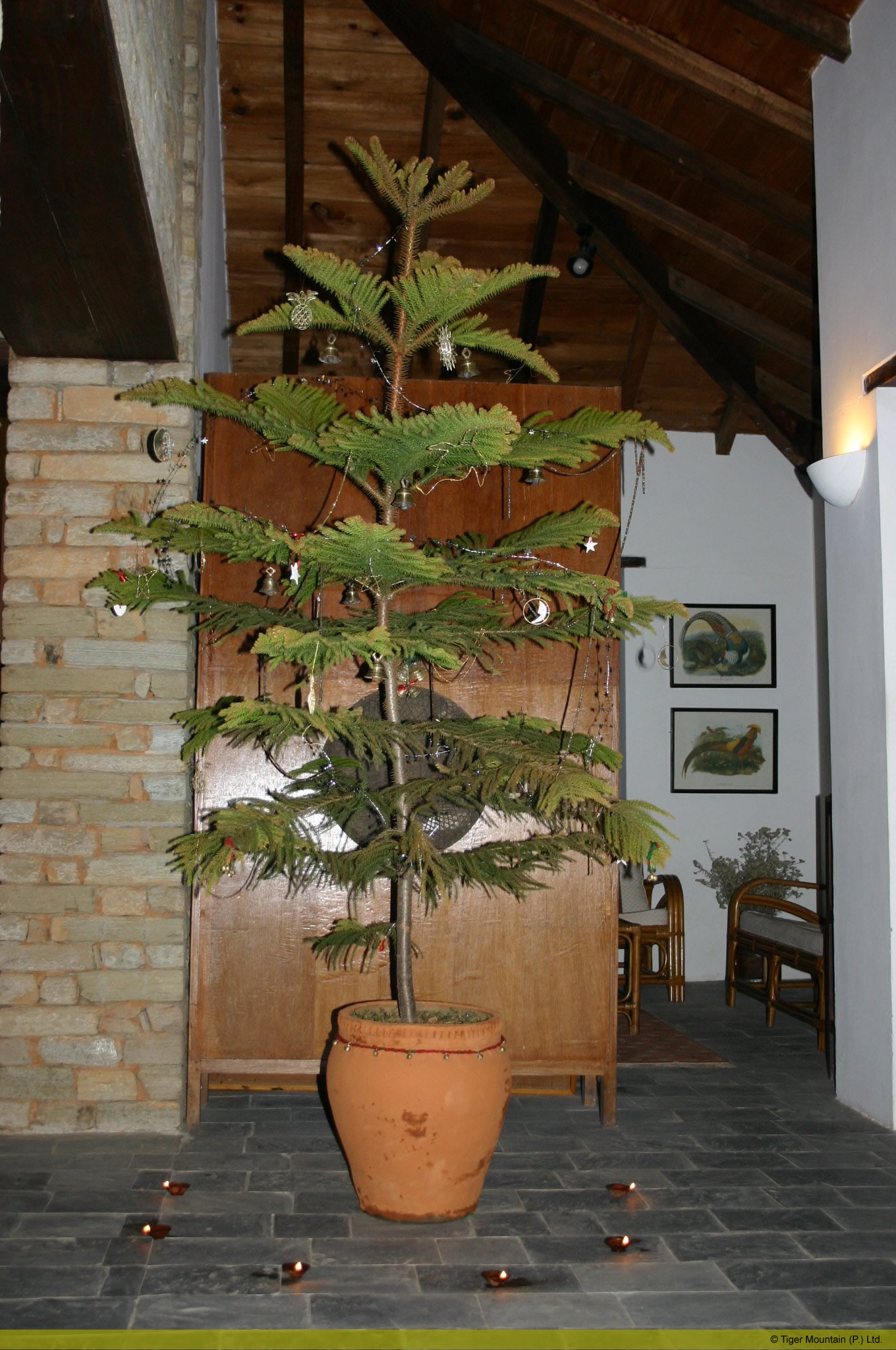 christmastree.jpg