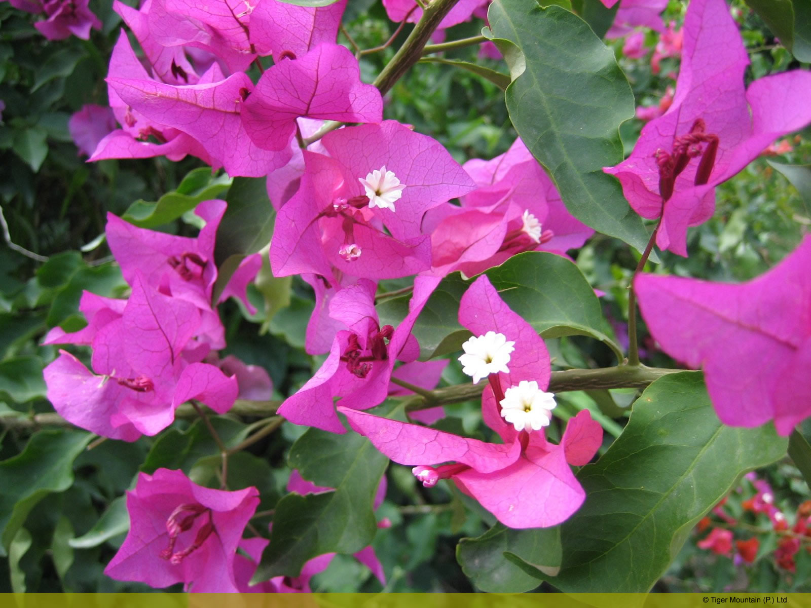 bouganvillea.jpg