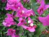 bouganvillea_small.jpg