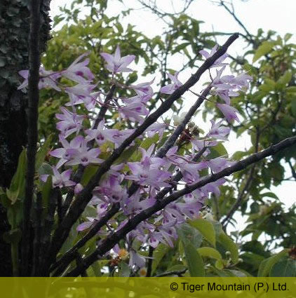 dendrobiumamoenum.jpg