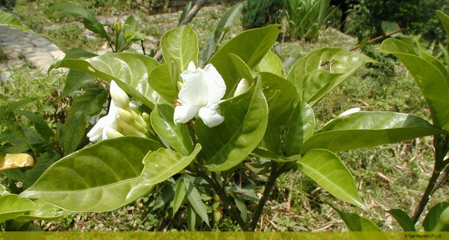 gardenia0503.jpg