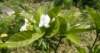 gardenia0503_small.jpg