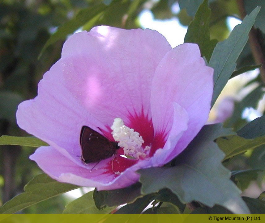 mauvehibiscuswithbutterfly.jpg
