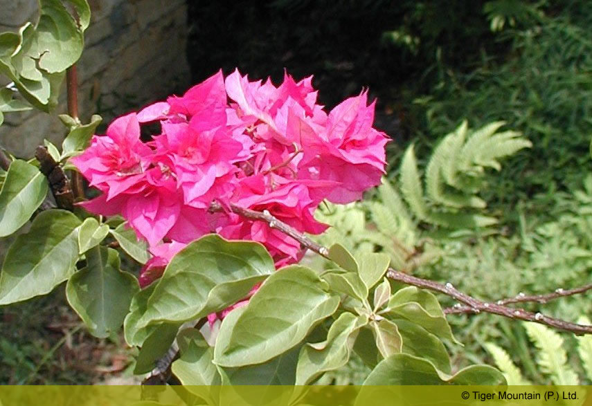 redbouganvillea.jpg