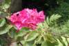 redbouganvillea_small.jpg