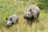 Conservation News