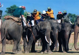 World Elephant Polo Association